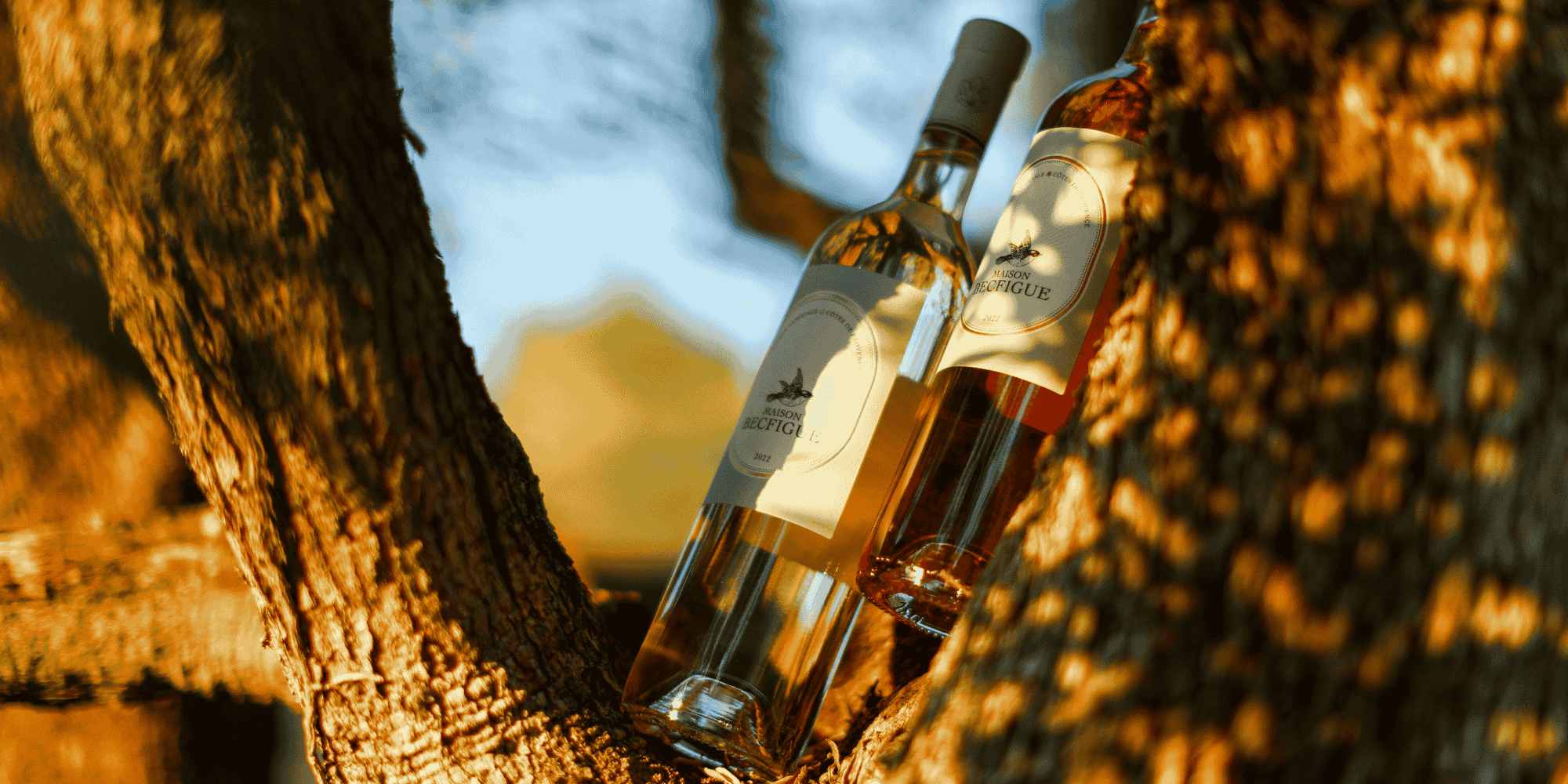 Ambiance vins Maison Becfigue