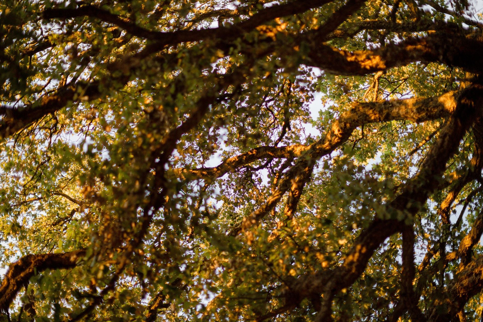 Arbre, nature Maison Becfigue