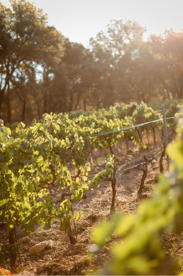 Vignes Maison Becfigue