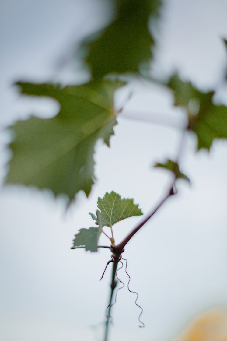 Feuilles vignes Maison Becfigue
