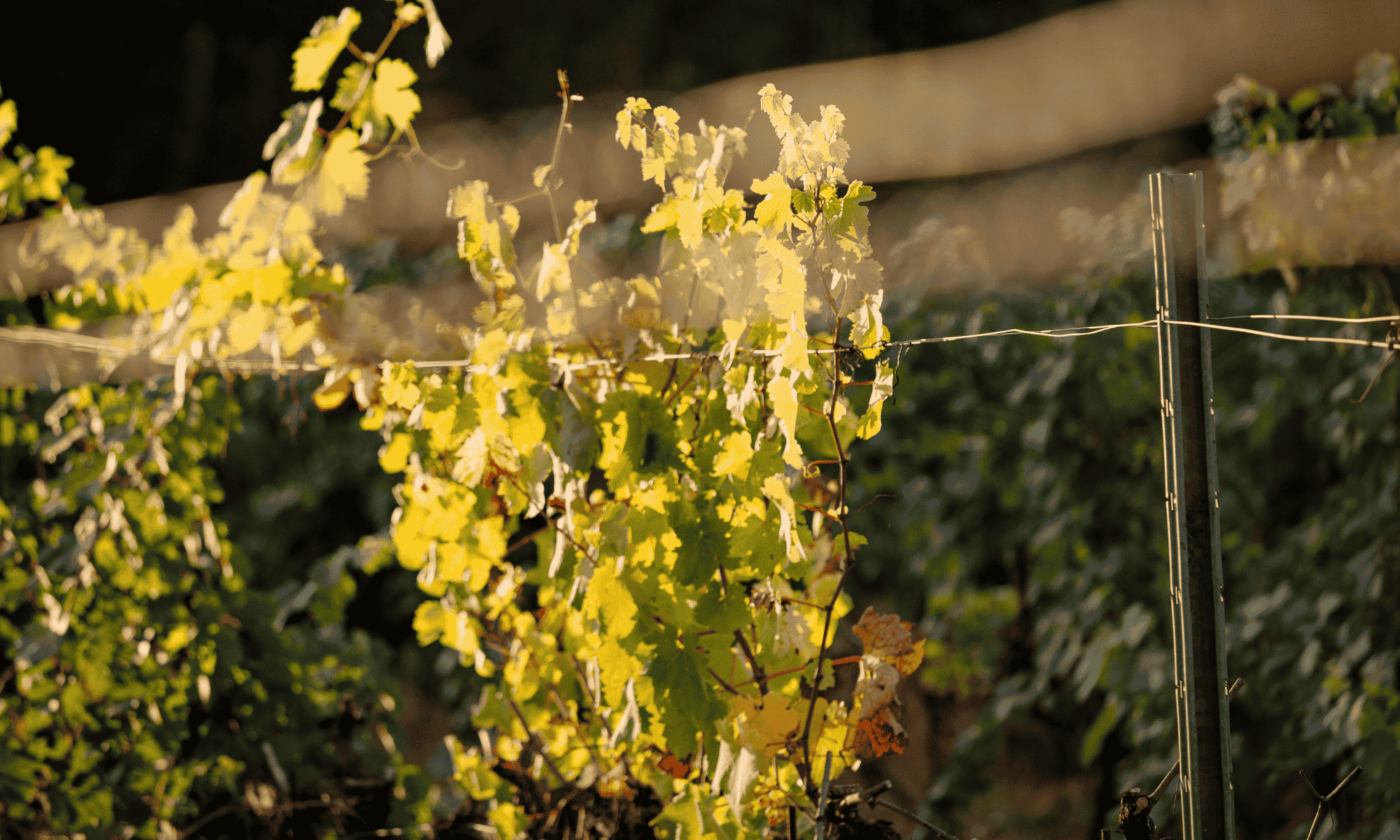 Vignes Maison Becfigue