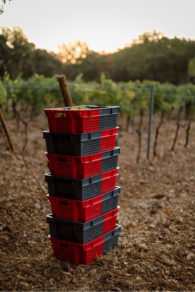 Caisses vendanges Maison Becfigue
